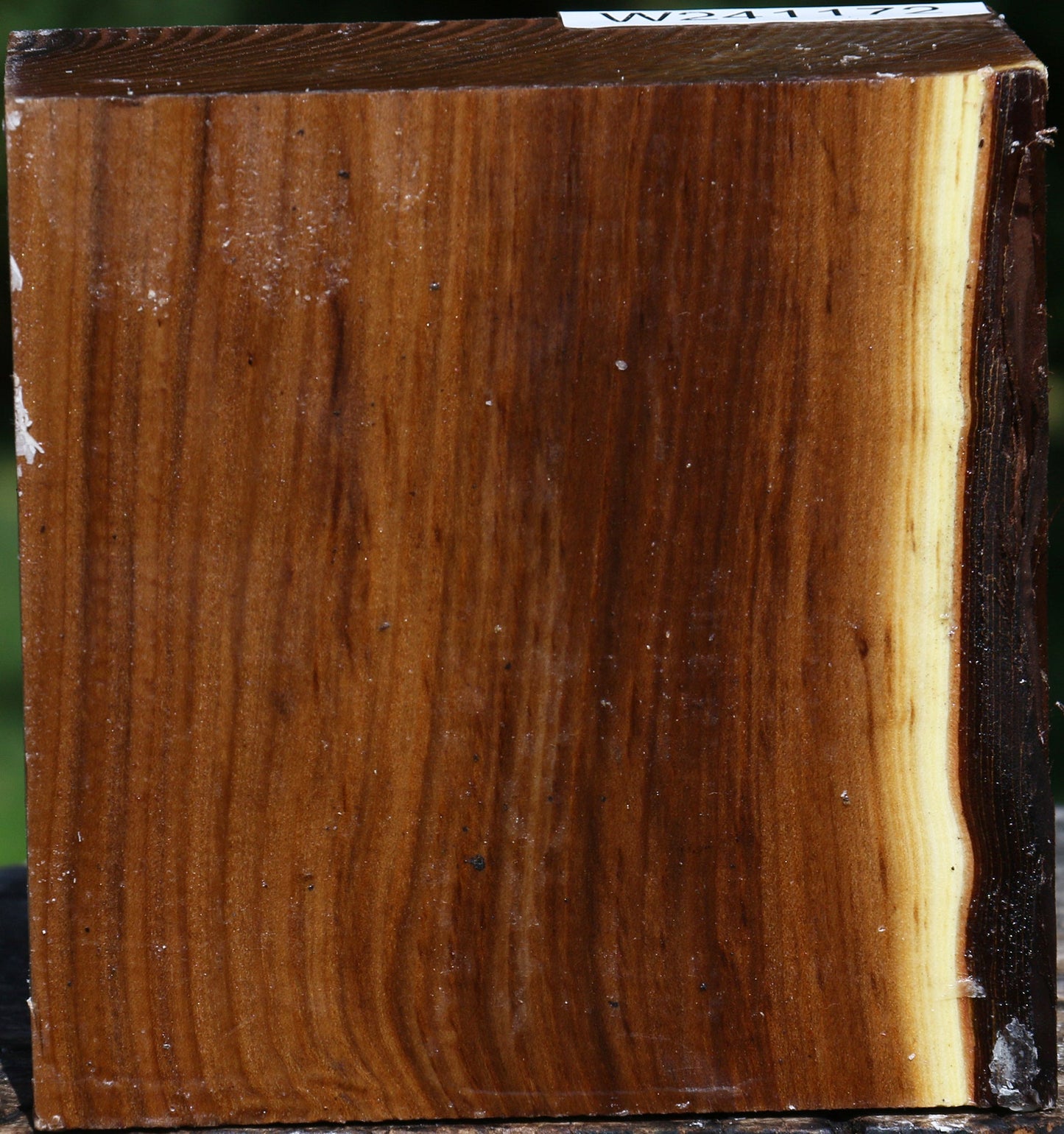 Russian Olive Bowl Blank