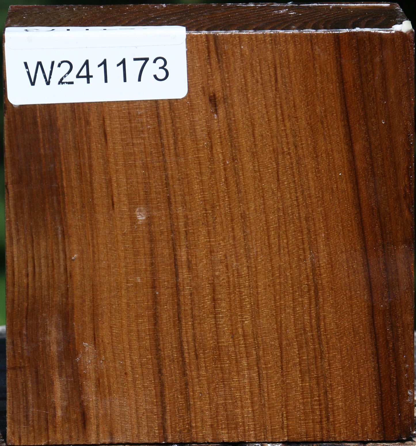 Russian Olive Bowl Blank