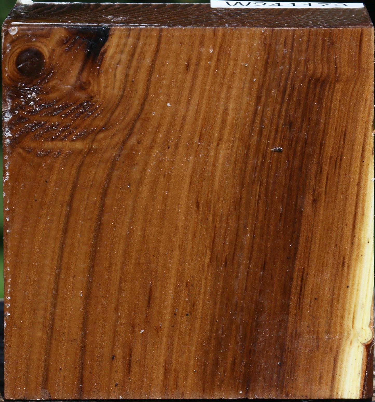 Russian Olive Bowl Blank