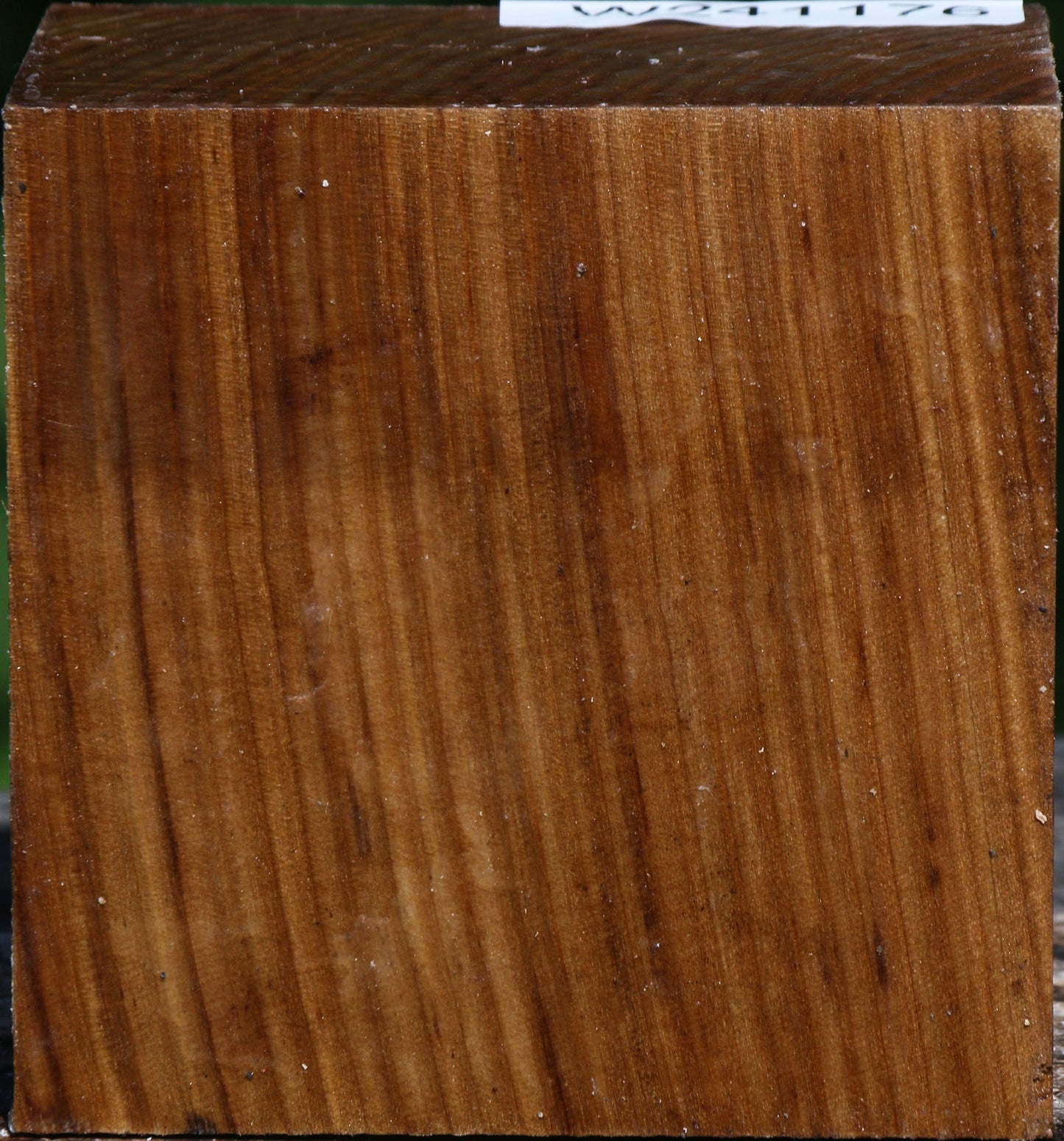 Russian Olive Bowl Blank