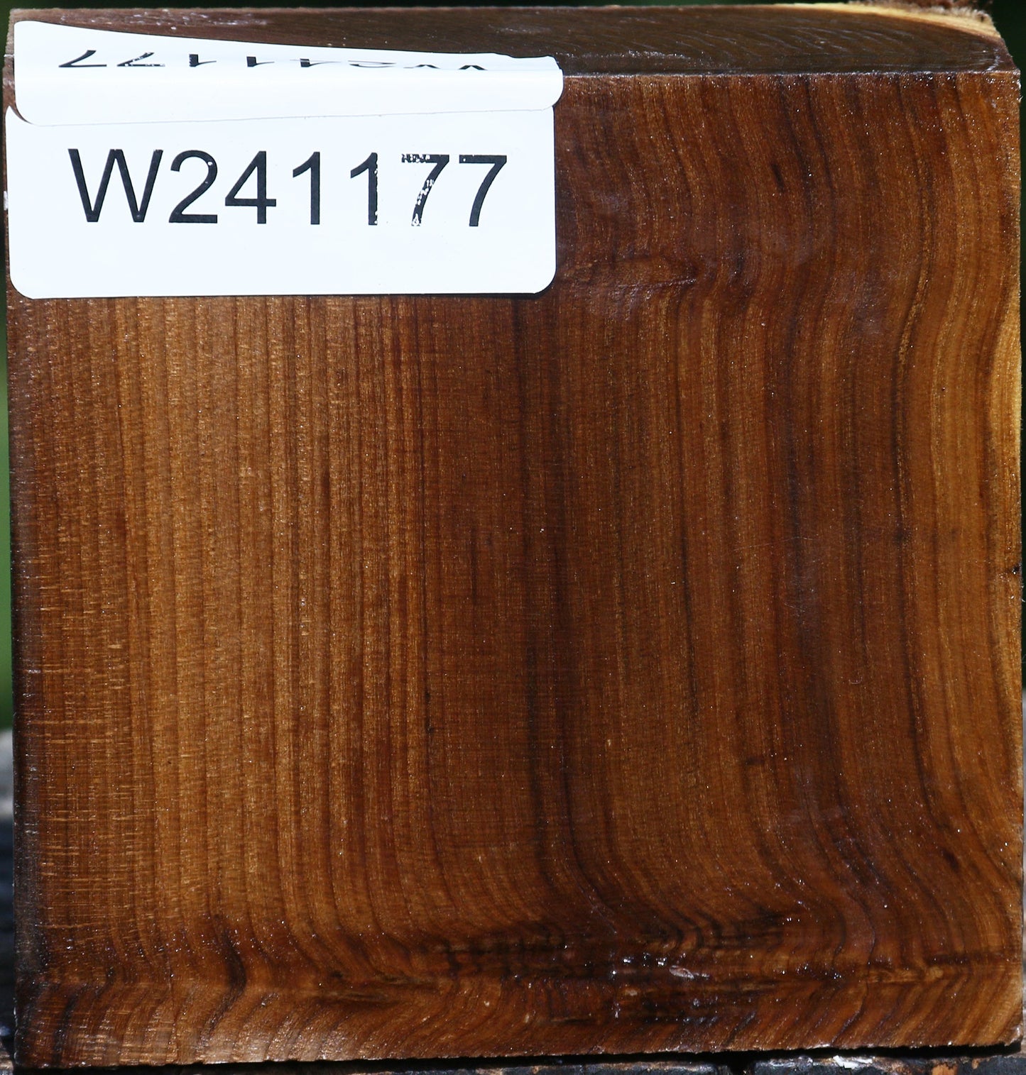 Russian Olive Bowl Blank