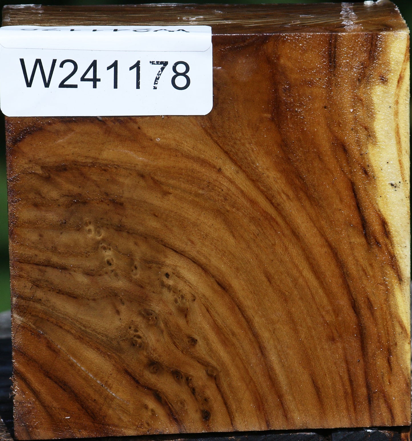 Russian Olive Bowl Blank