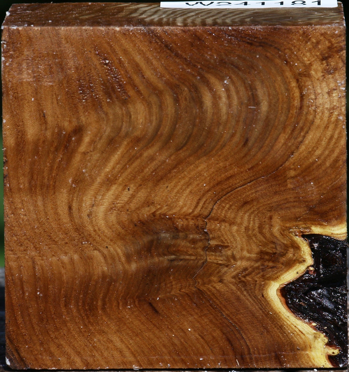 Figured Russian Olive Bowl Blank