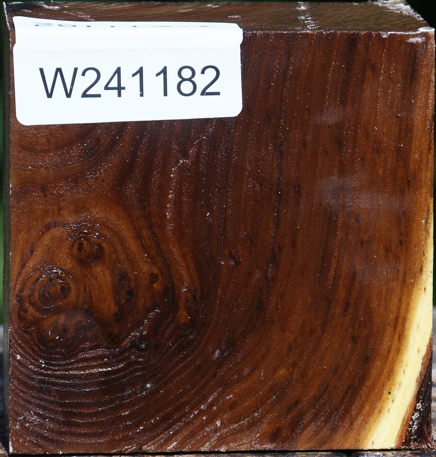 Russian Olive Bowl Blank