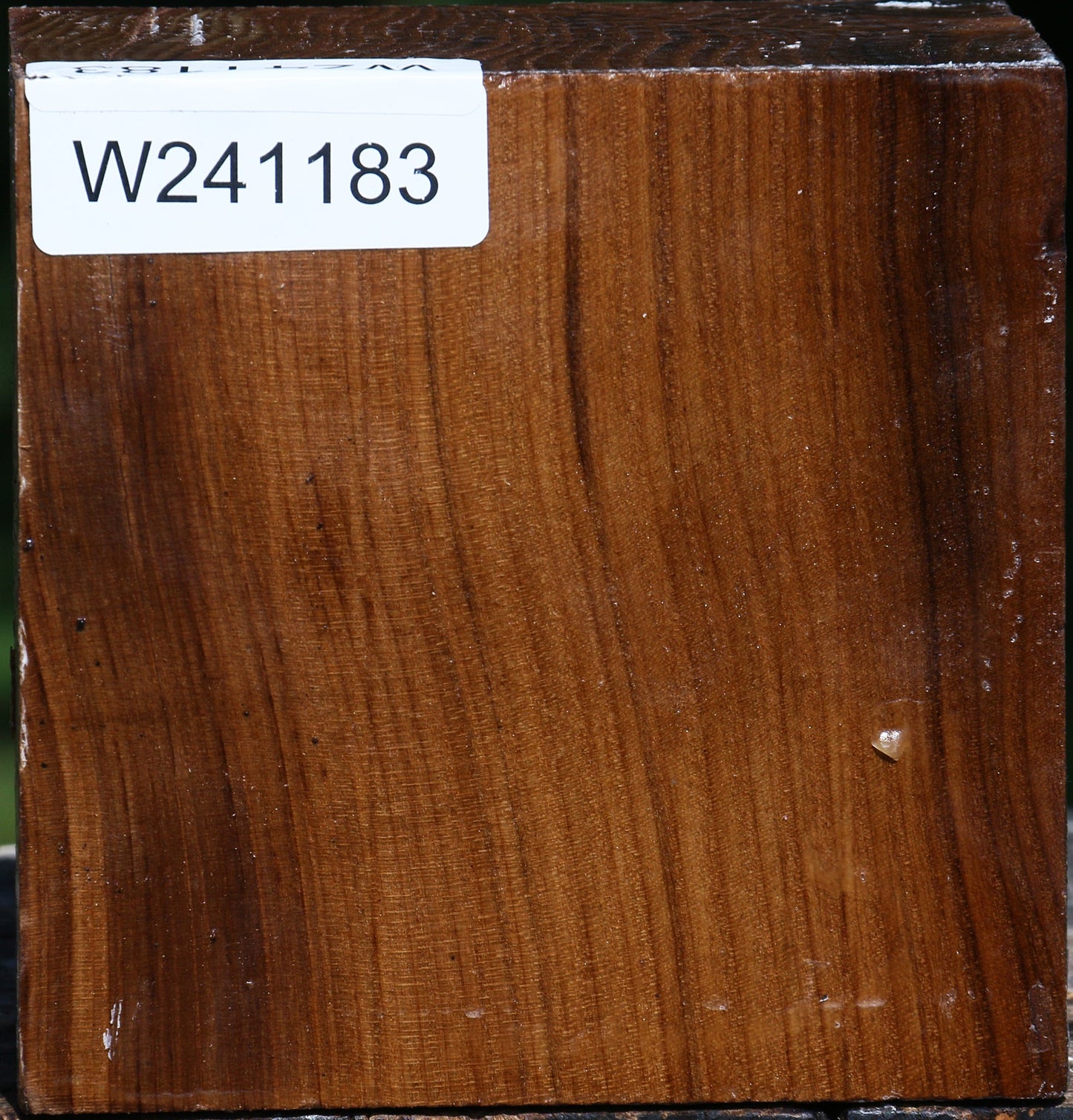 Russian Olive Bowl Blank