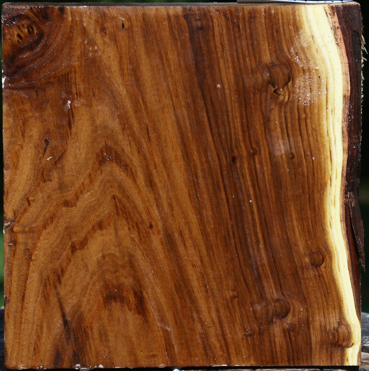 Russian Olive Bowl Blank