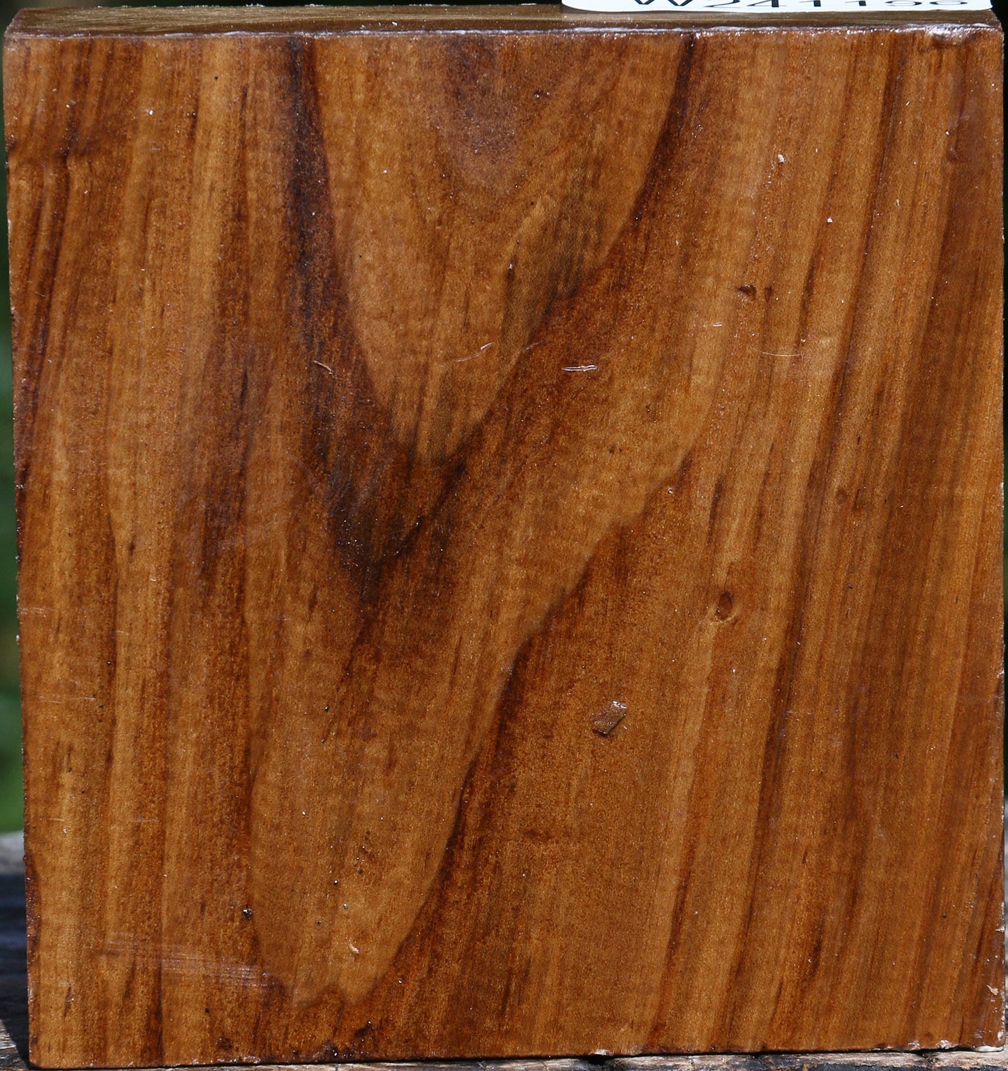 Russian Olive Bowl Blank