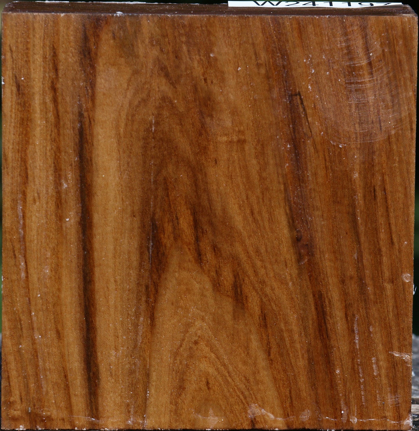 Russian Olive Bowl Blank