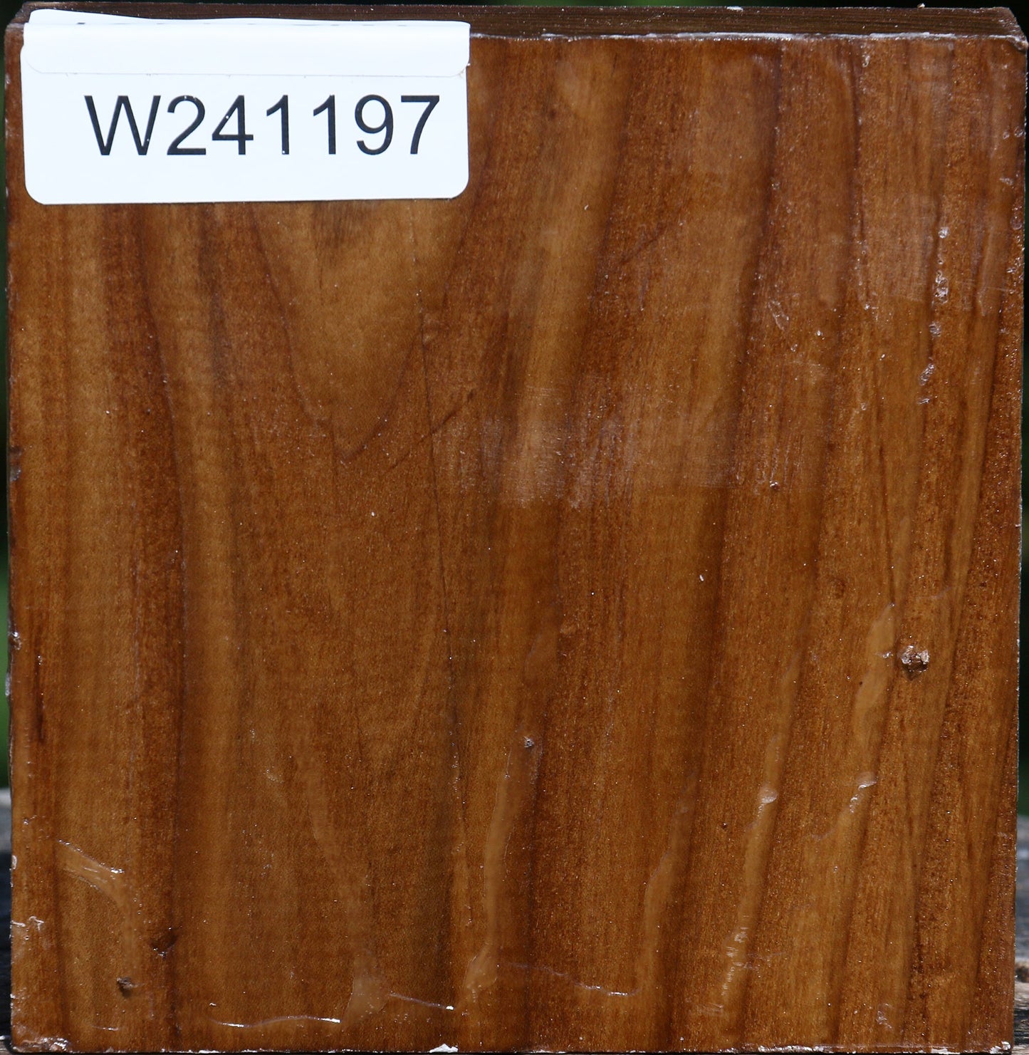 Russian Olive Bowl Blank