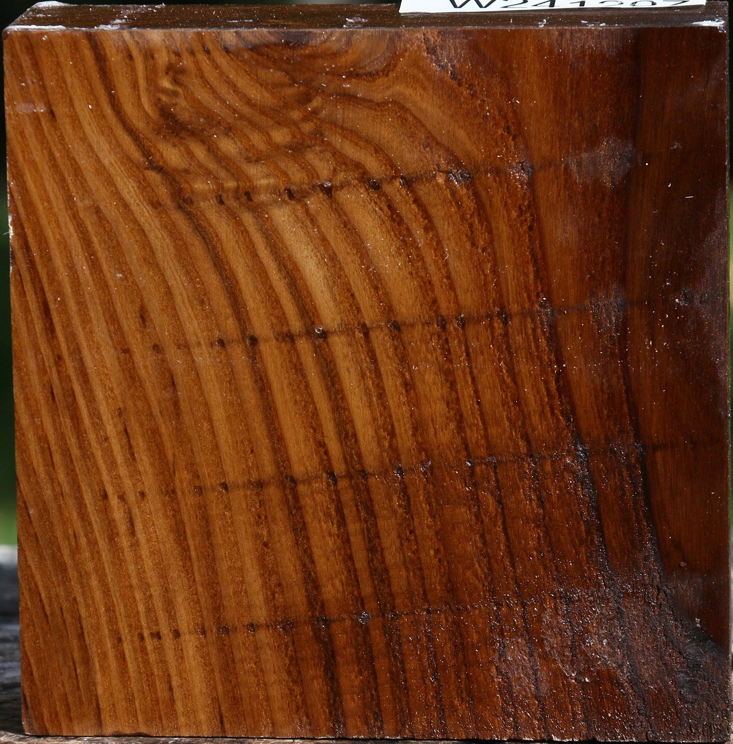 Russian Olive Bowl Blank