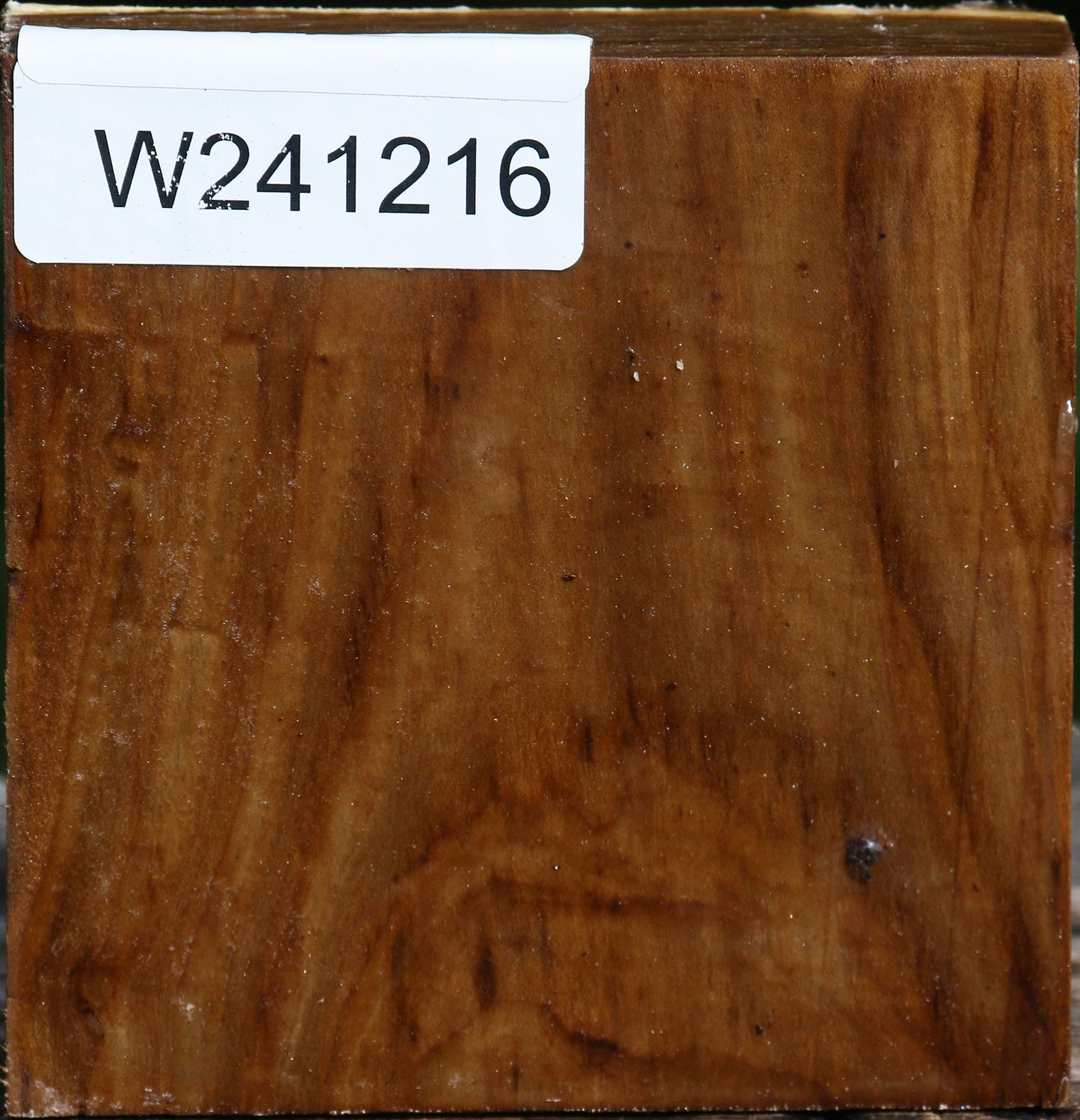 Russian Olive Bowl Blank