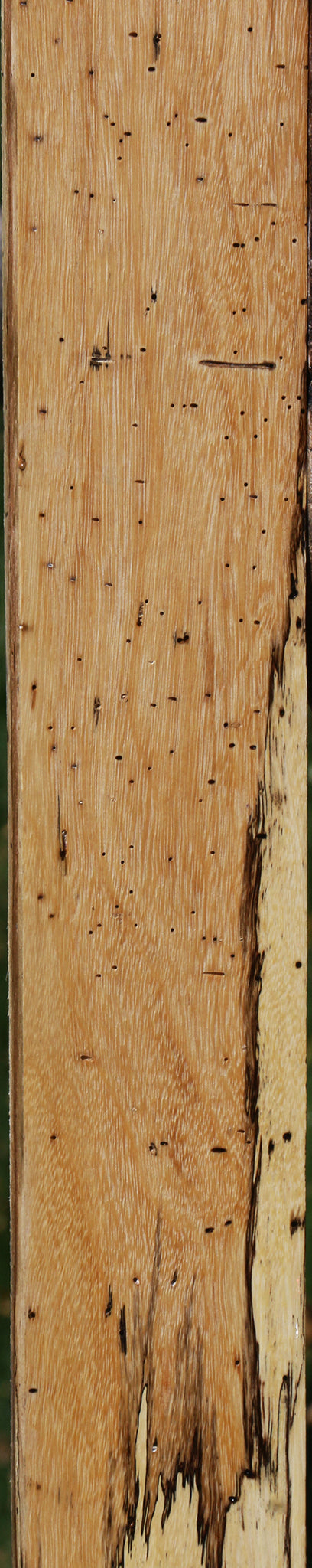 Spalted Tamarind Lumber