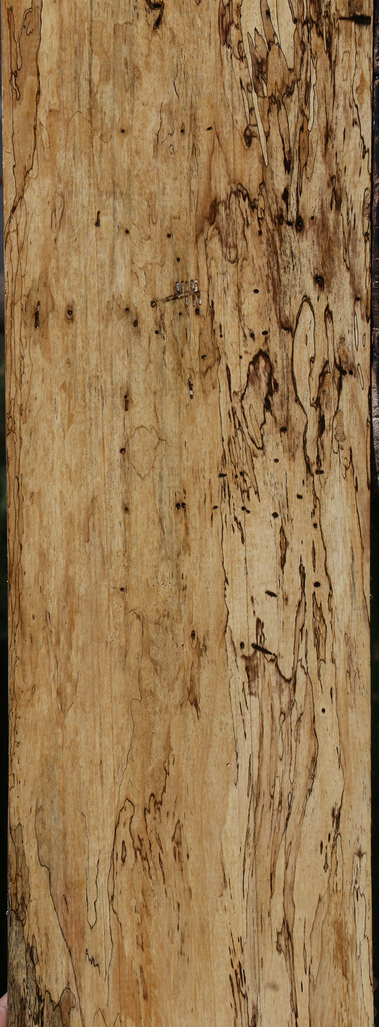 Extra Fancy Spalted Tamarind Lumber