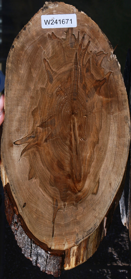 Figured Ambrosia Maple Cookie