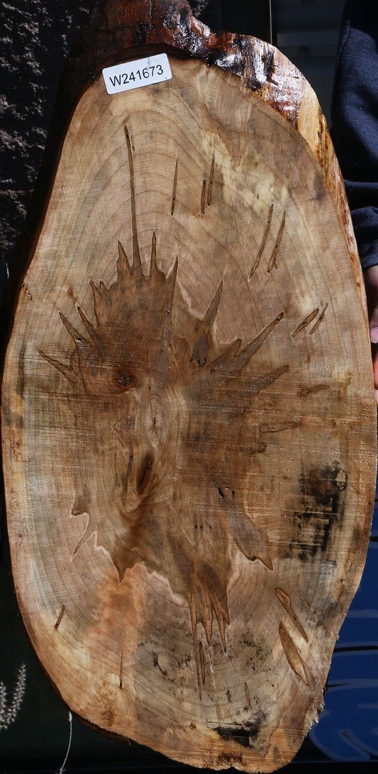 Figured Ambrosia Maple Cookie