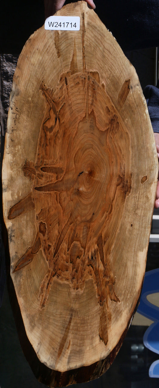 Figured Ambrosia Maple Cookie