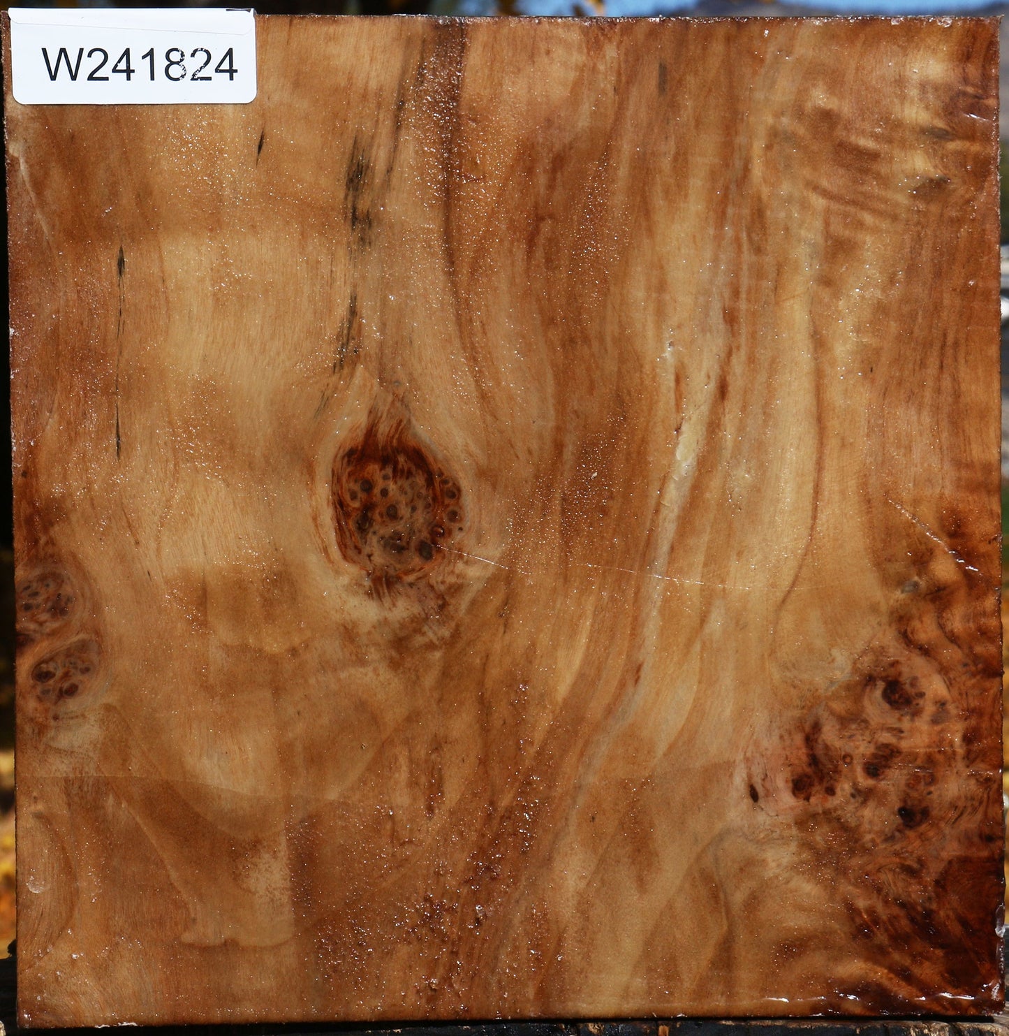 Figured California Cottonwood Bowl Blank