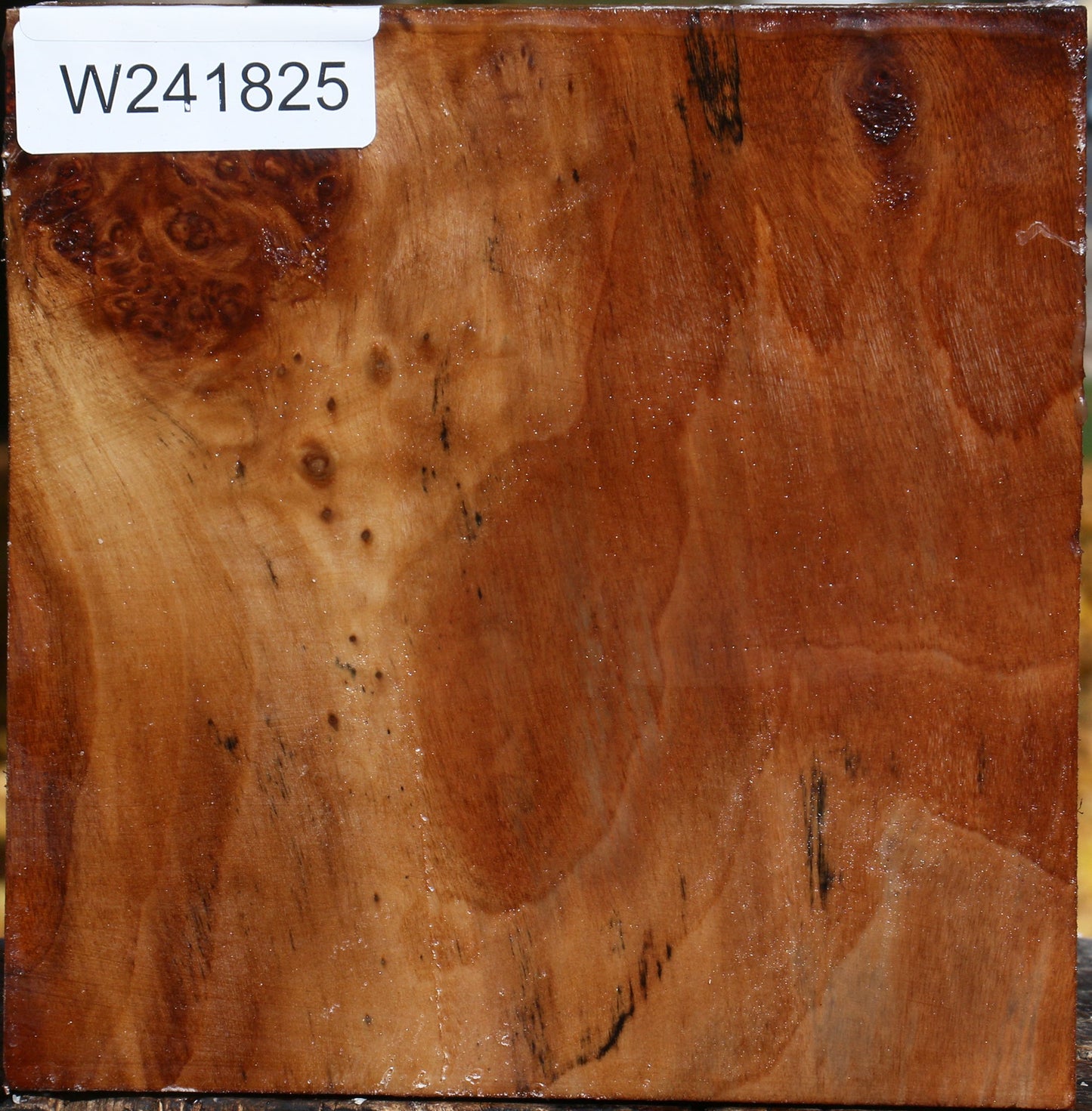 Figured California Cottonwood Bowl Blank