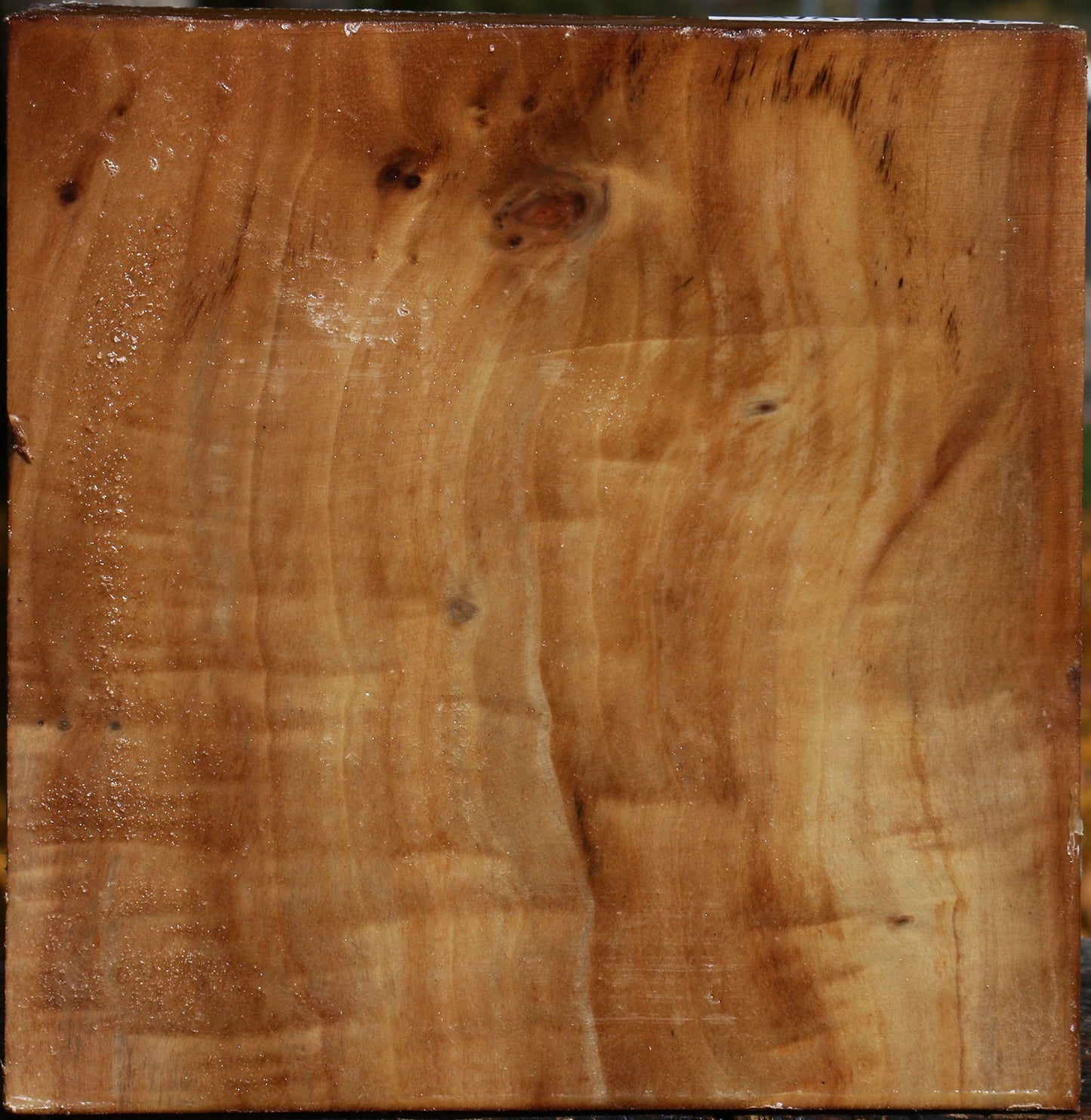 Figured California Cottonwood Bowl Blank