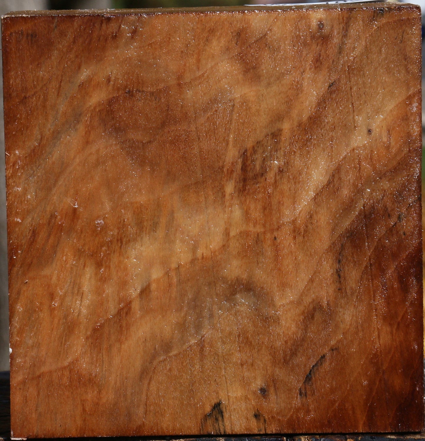 California Cottonwood Bowl Blank