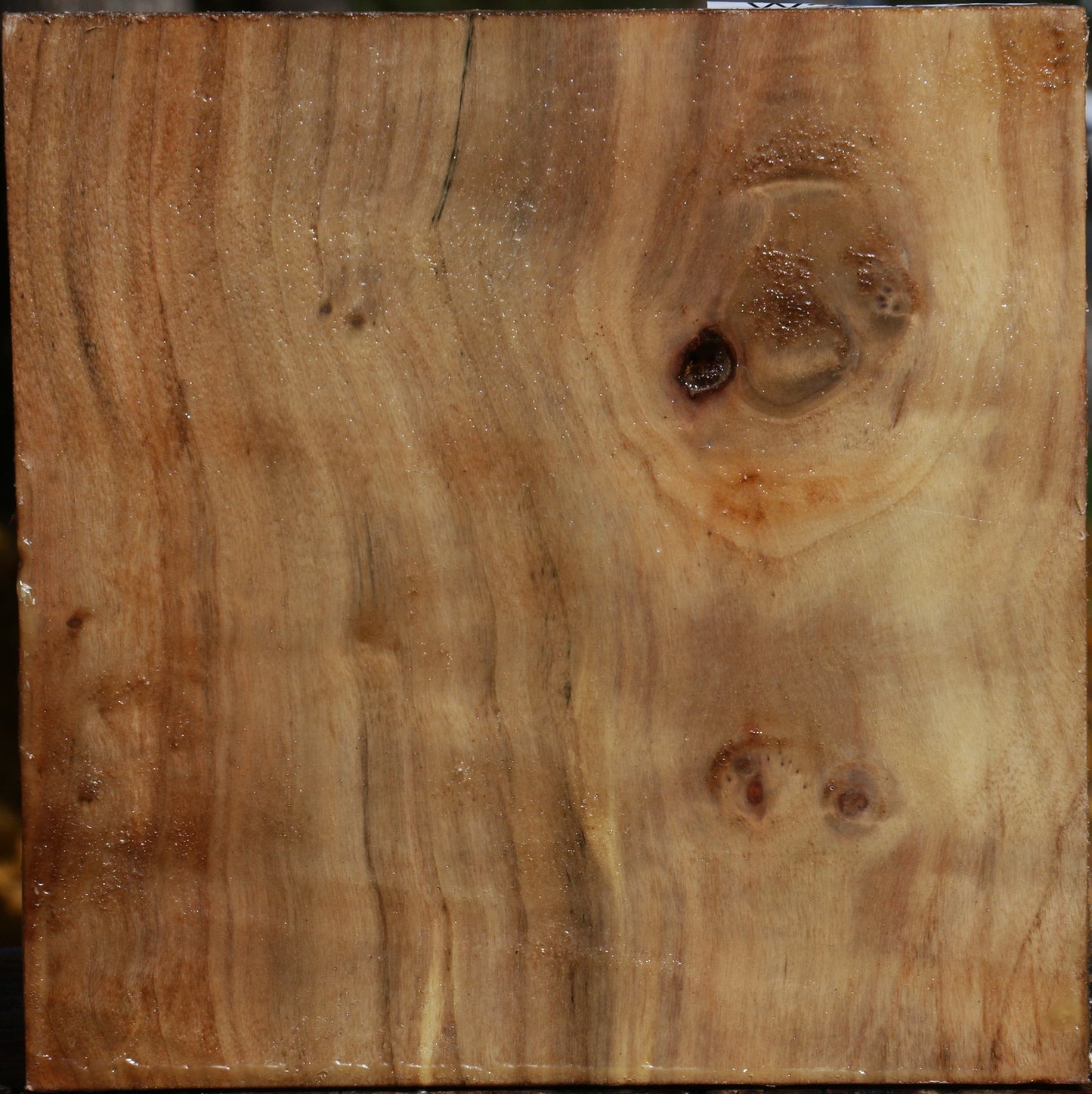 California Cottonwood Bowl Blank