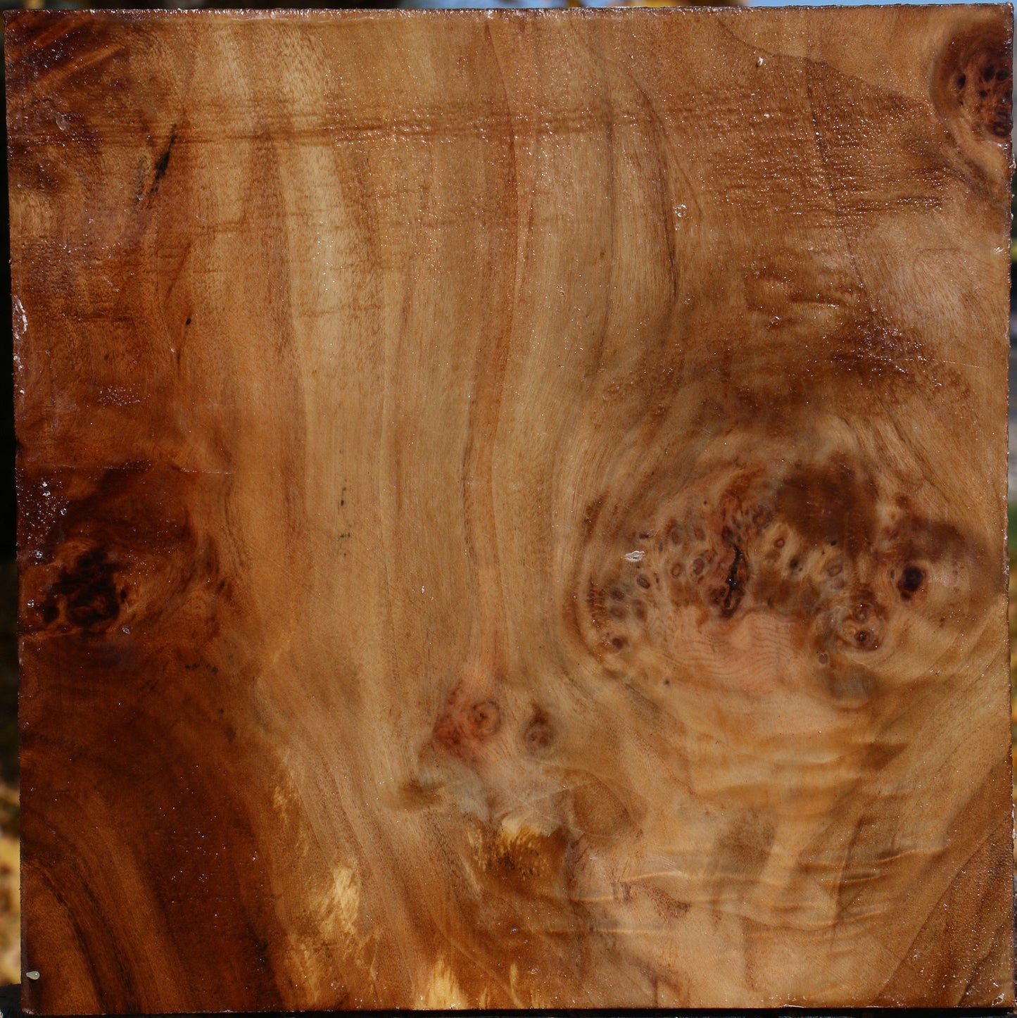 California Cottonwood Burl Bowl Blank