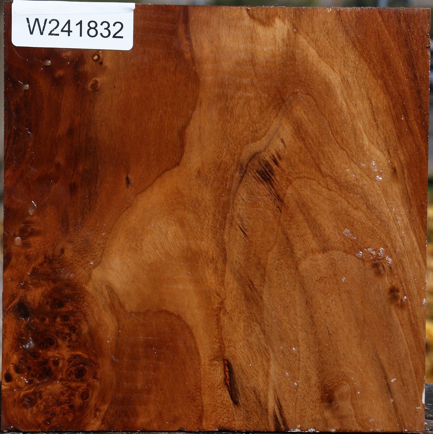 California Cottonwood Bowl Blank
