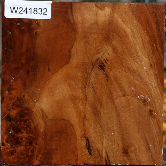 California Cottonwood Bowl Blank