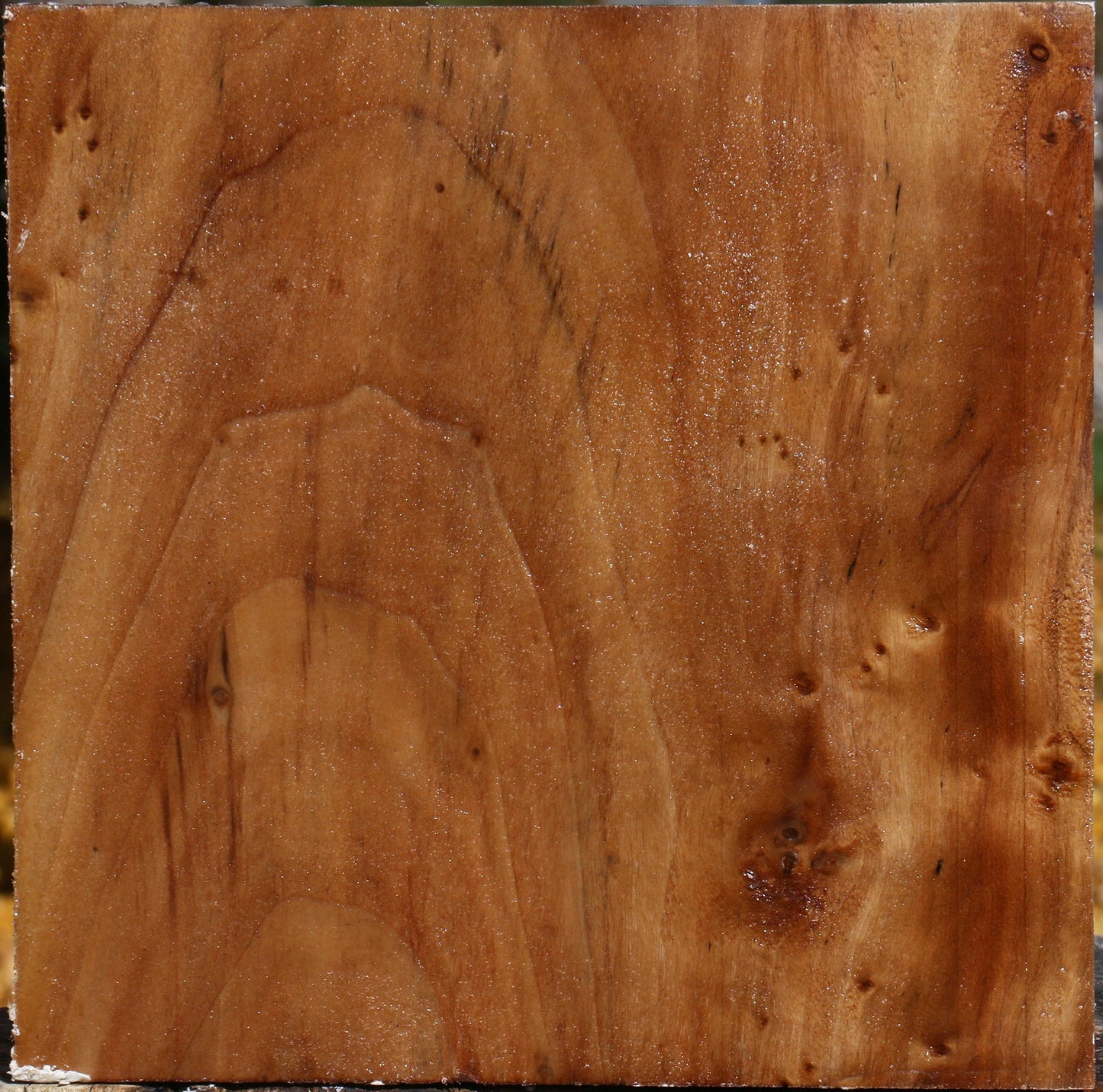 California Cottonwood Bowl Blank