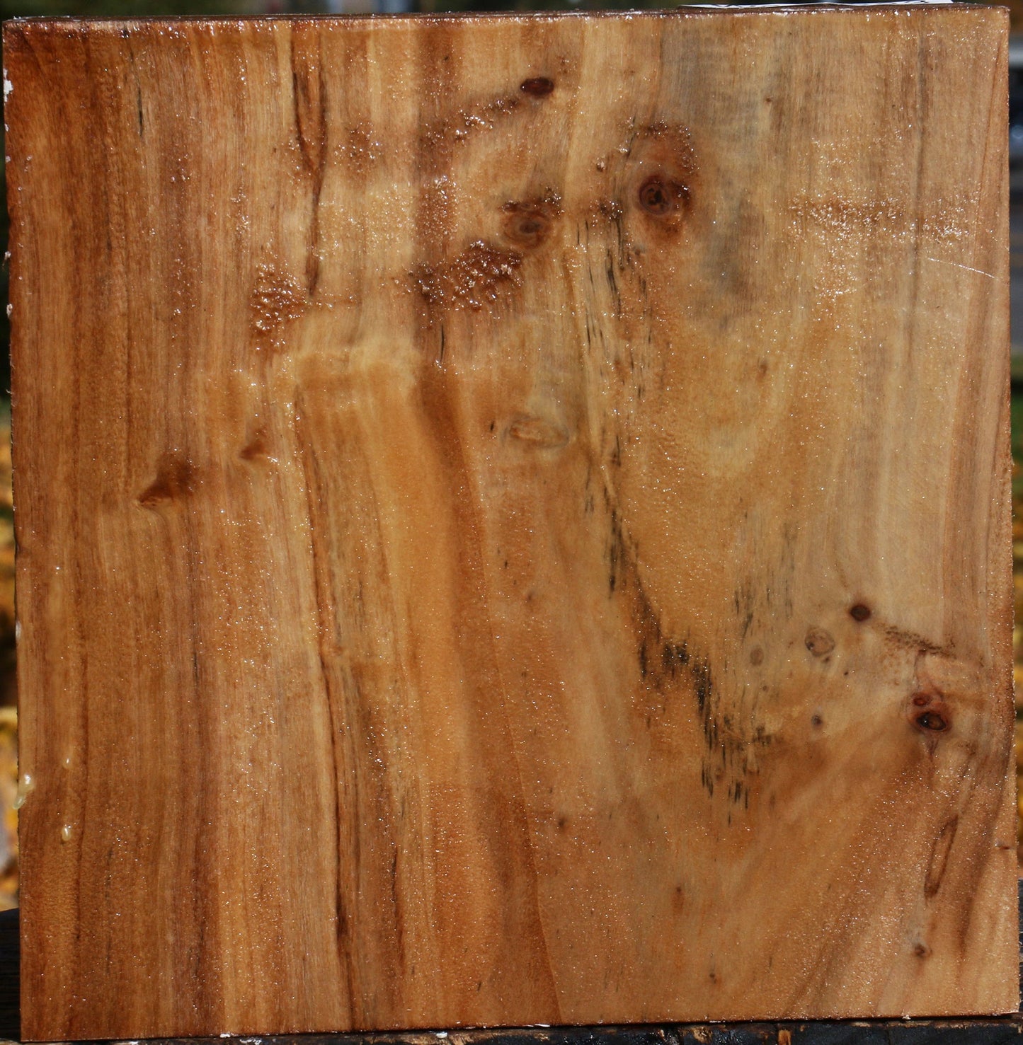 California Cottonwood Bowl Blank