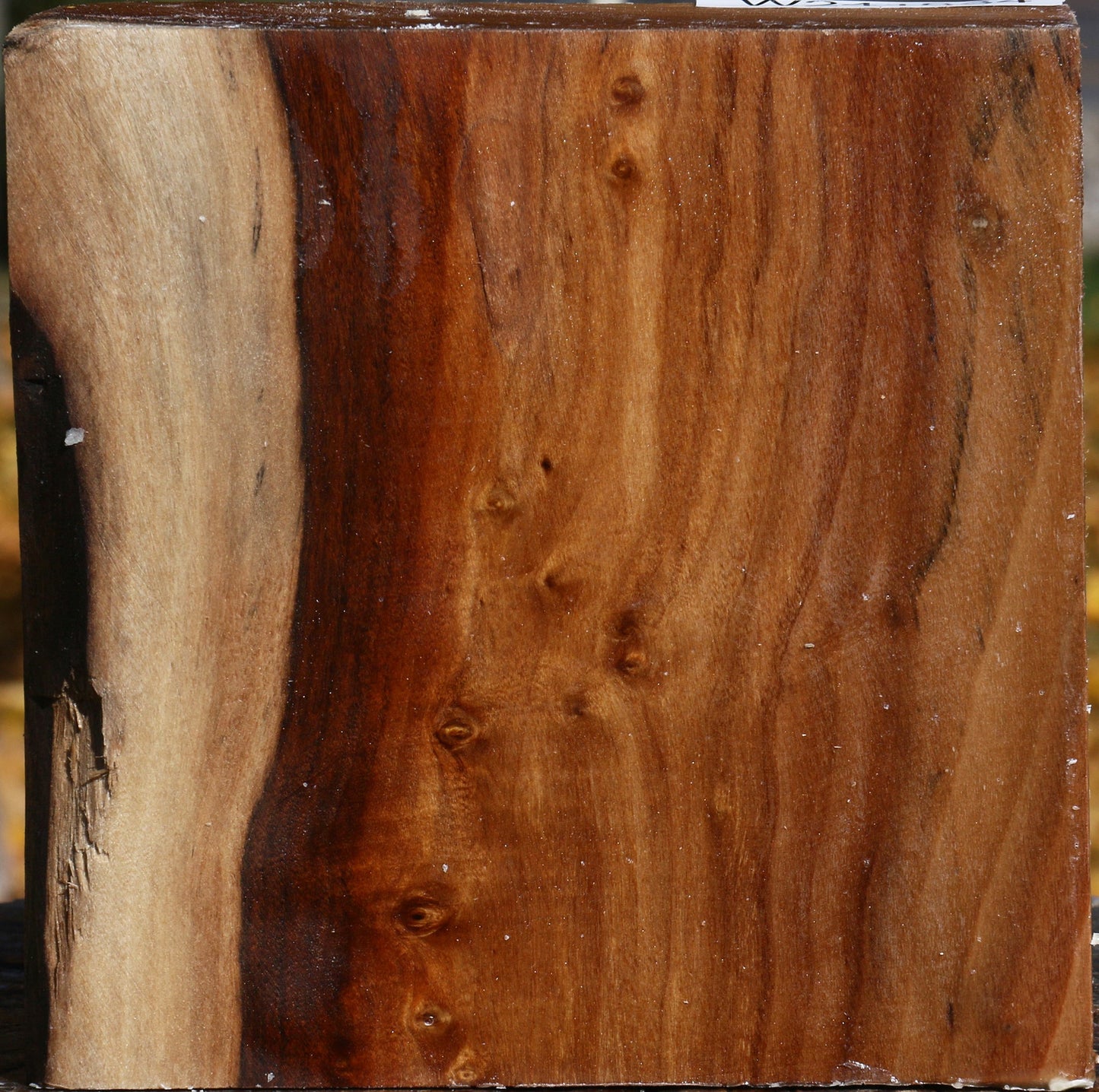 Figured California Cottonwood Bowl Blank