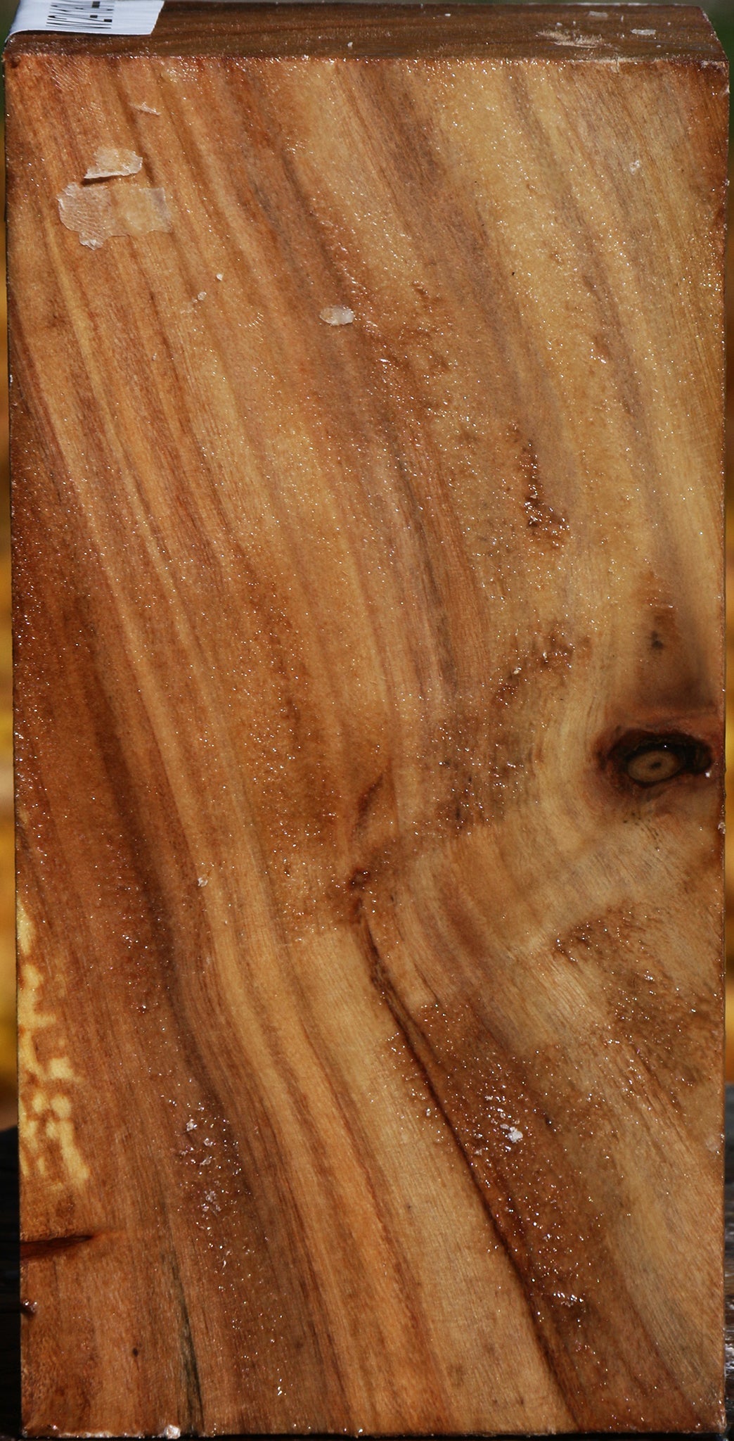 California Cottonwood Turning Square