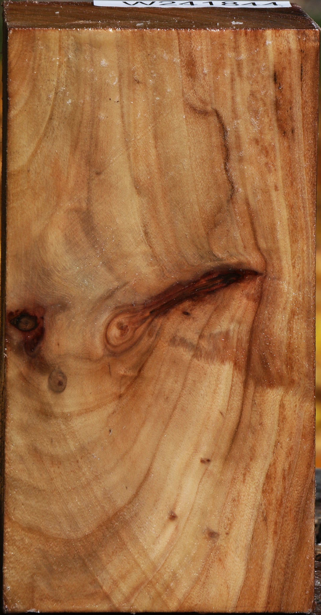 California Cottonwood Turning Square