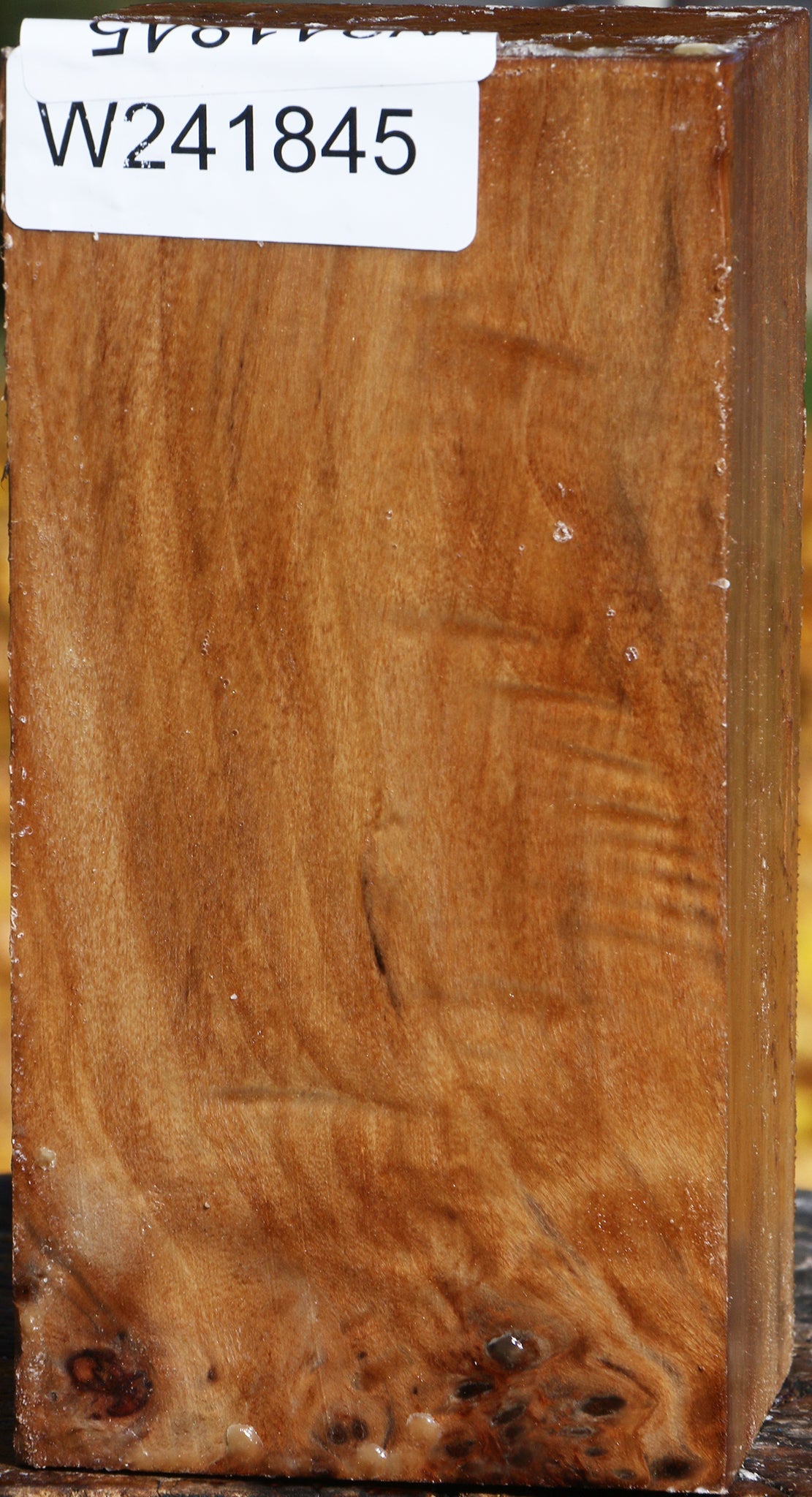 California Cottonwood Turning Square