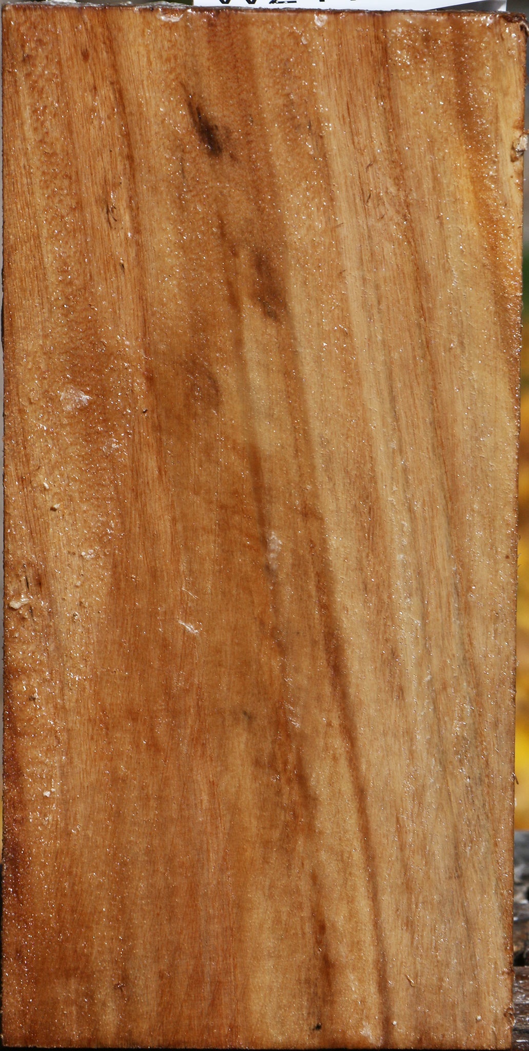 California Cottonwood Turning Square