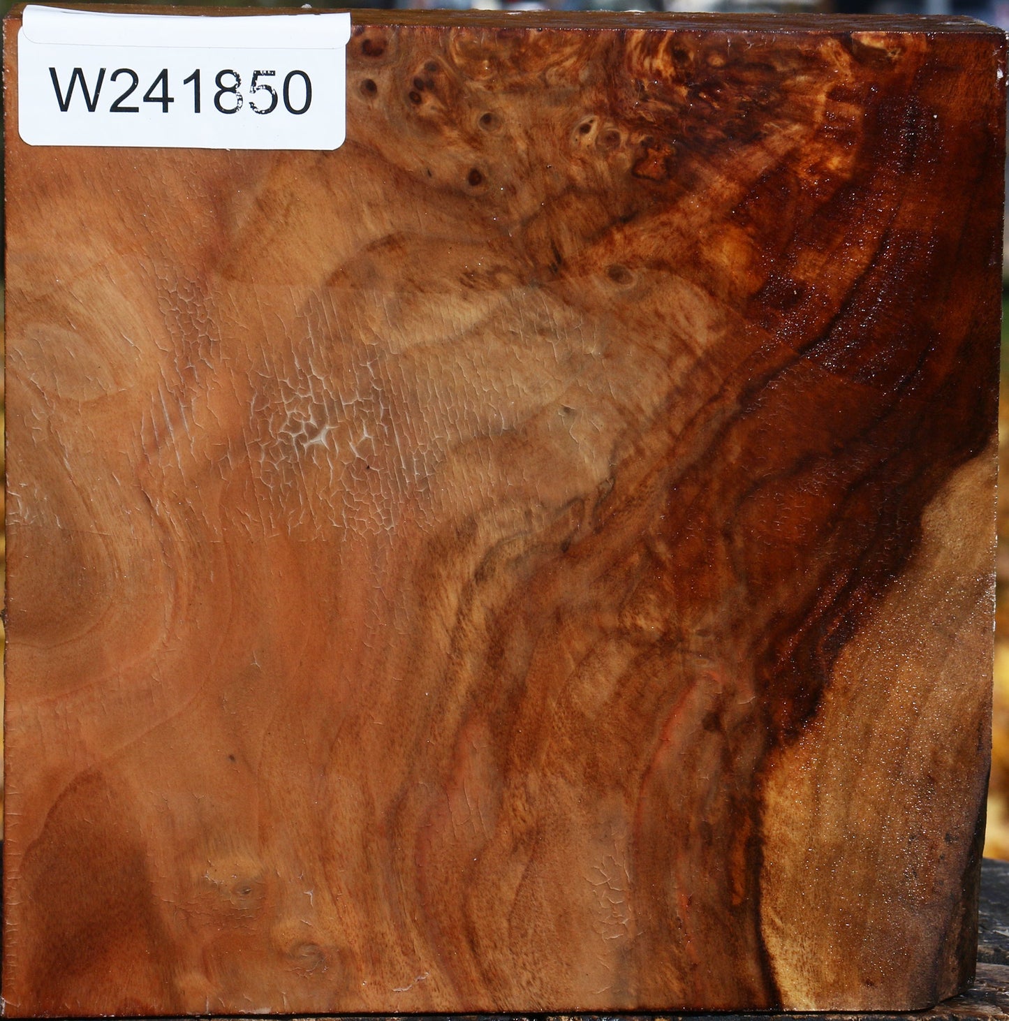 Figured California Cottonwood Bowl Blank