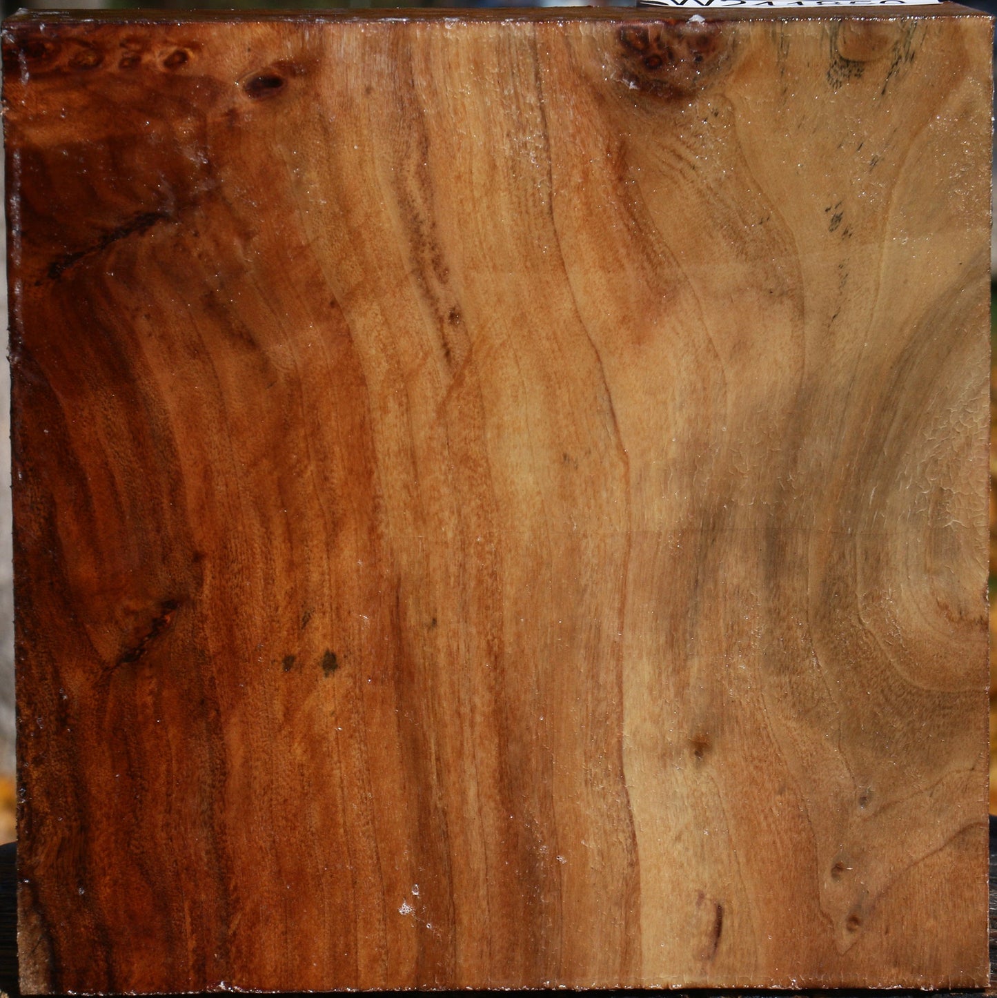 Figured California Cottonwood Bowl Blank