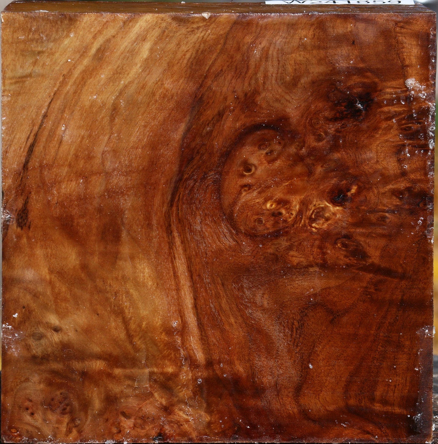 Extra Fancy California Cottonwood Bowl Blank