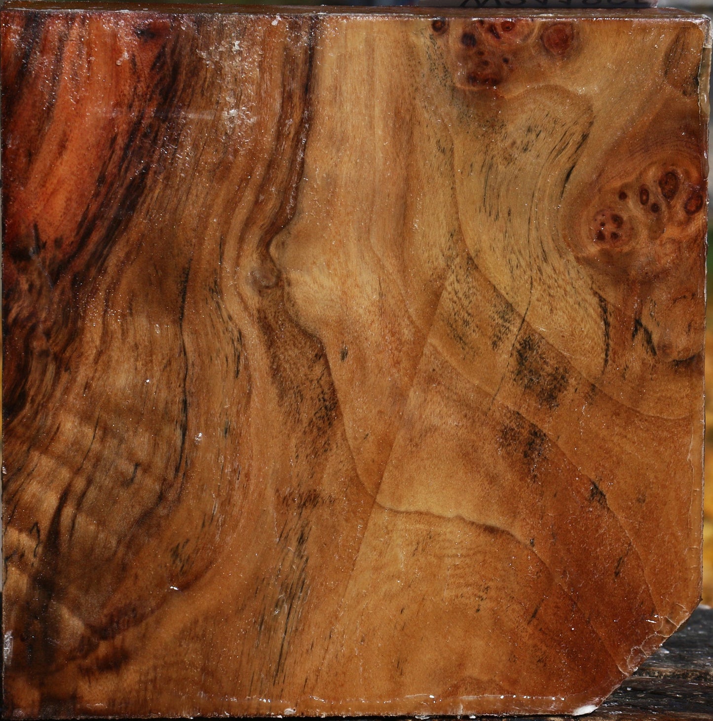 California Cottonwood Burl Bowl Blank