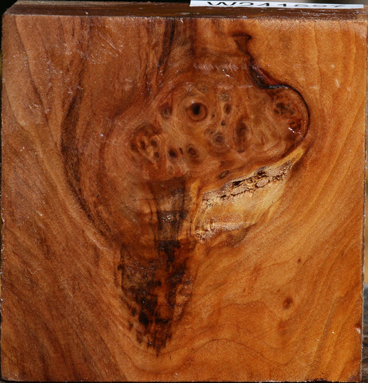 California Cottonwood Burl Bowl Blank