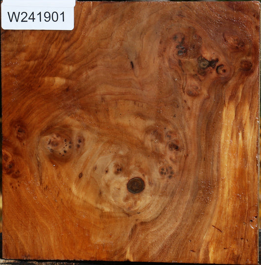 California Cottonwood Burl Bowl Blank