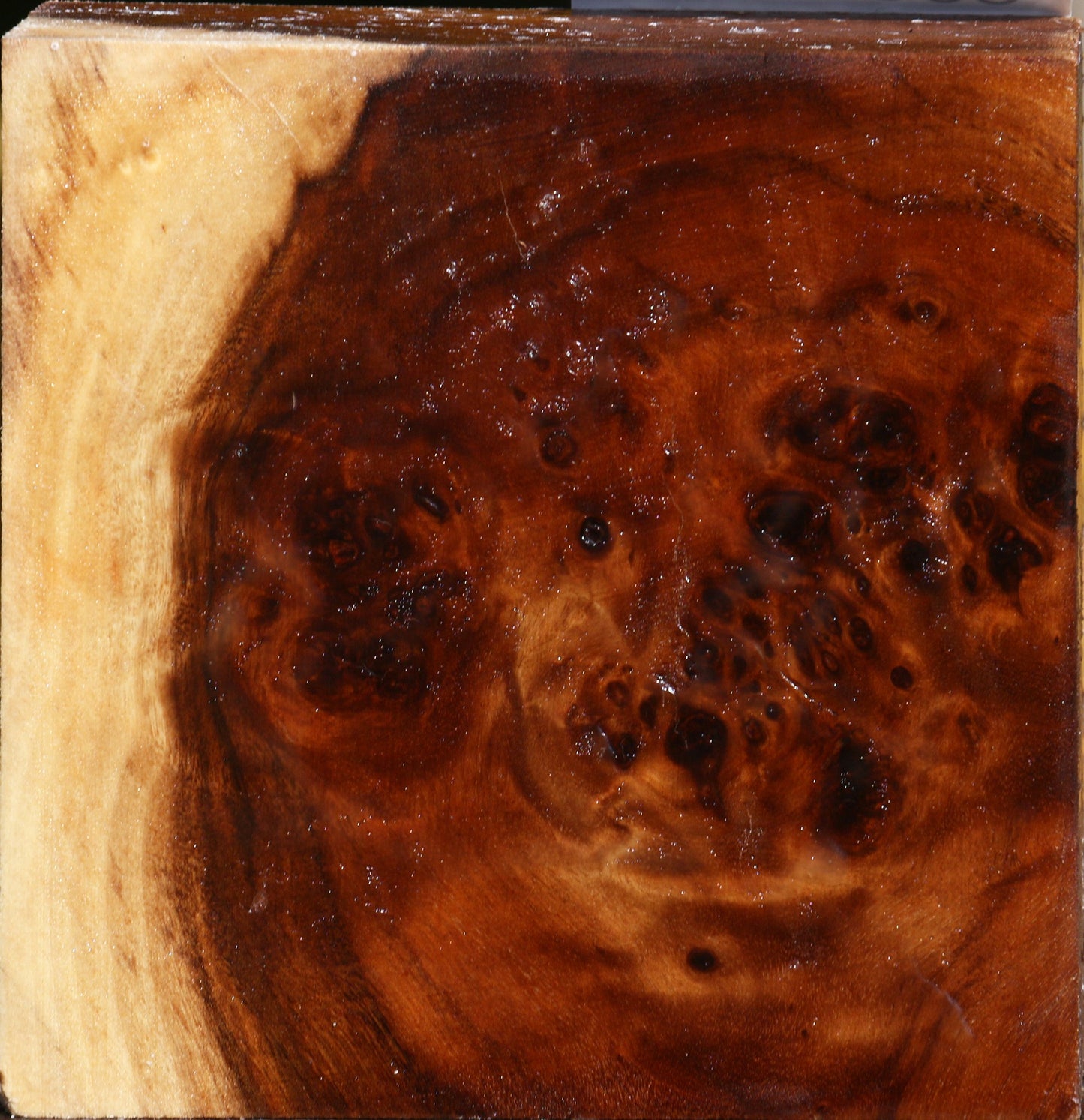 California Cottonwood Burl Bowl Blank