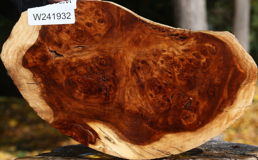 California Cottonwood Burl Cap