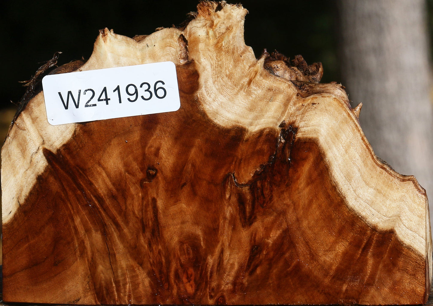 California Cottonwood Burl Slice