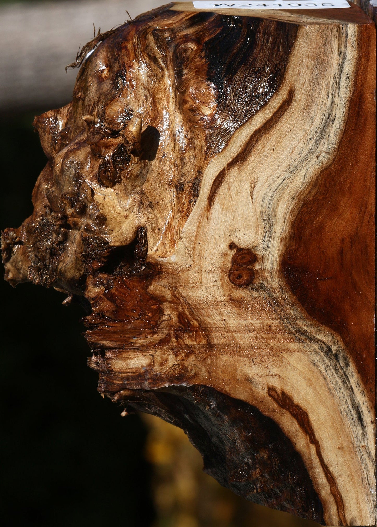 California Cottonwood Burl Slice