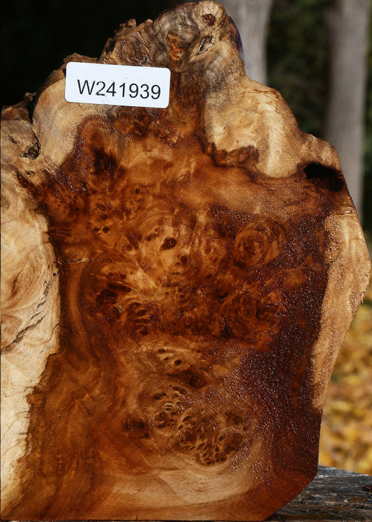 California Cottonwood Burl Live Edge Lumber