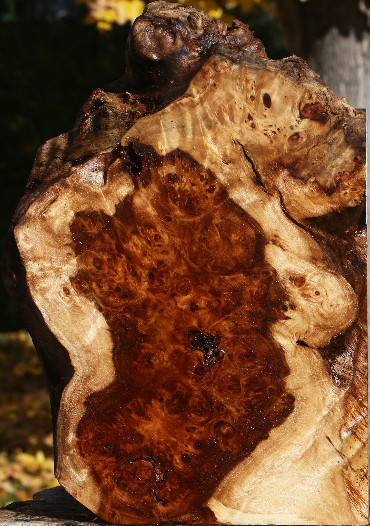 California Cottonwood Burl Live Edge Lumber