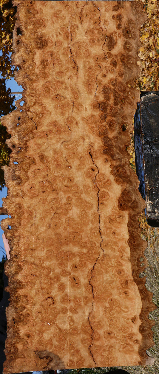 Exhibition Rustic Pomelle Eucalyptus Live Edge Lumber