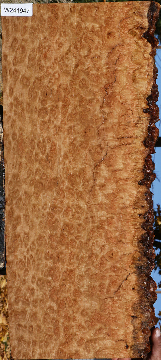 Exhibition Pomelle Eucalyptus Live Edge Lumber