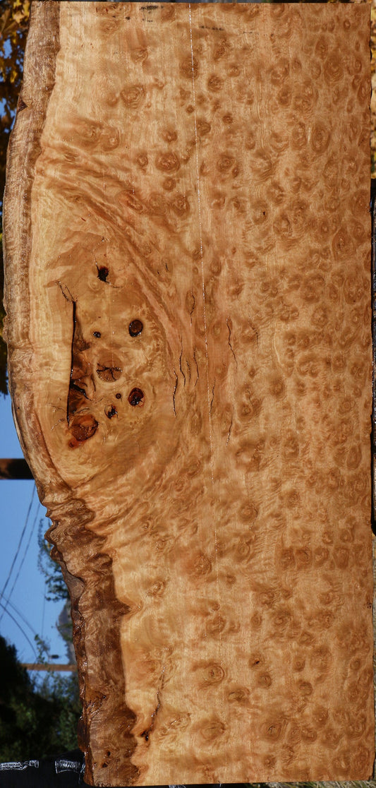 Exhibition Rustic Pomelle Eucalyptus Live Edge Lumber